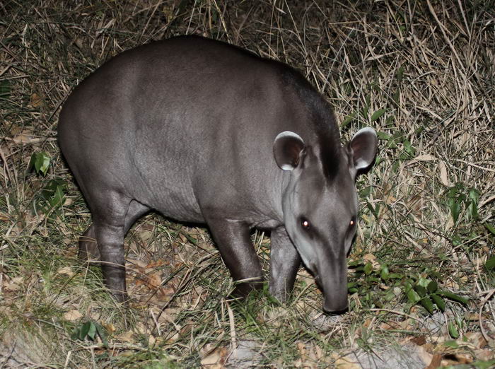 Центральноамериканский тапир (Tapirus bairdii)