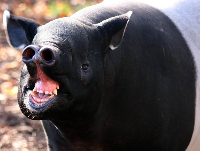 Чепрачный тапир (Tapirus indicus)