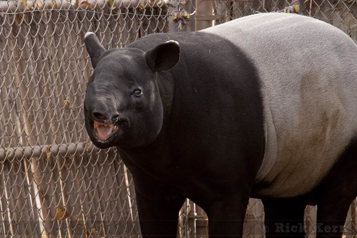 Чепрачный тапир (Tapirus indicus)