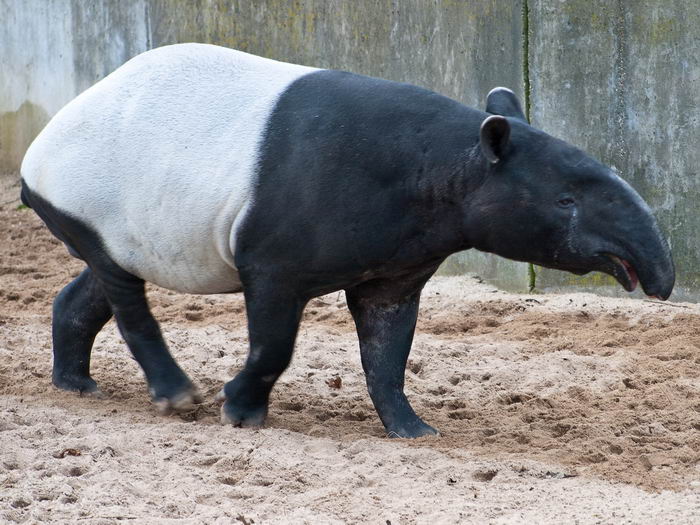 Чепрачный тапир (Tapirus indicus)