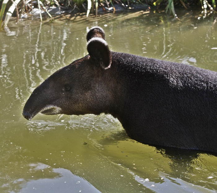 Горный тапир (Tapirus pinchaque)