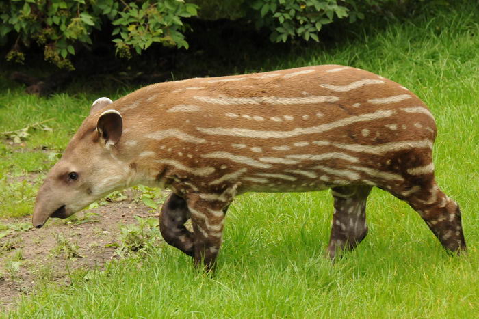 Равнинный тапир (Tapirus terrestris)