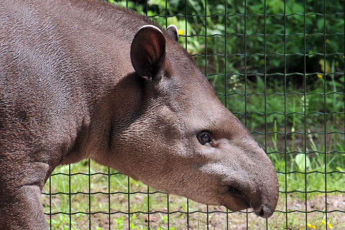 Равнинный тапир (Tapirus terrestris)