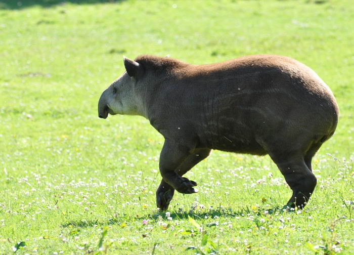 Равнинный тапир (Tapirus terrestris)