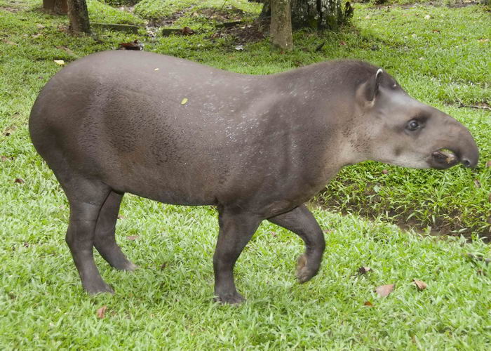 Равнинный тапир (Tapirus terrestris)