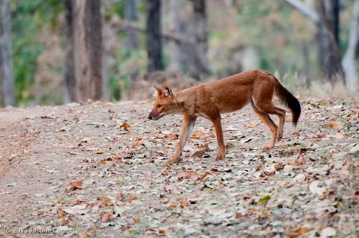 Красный волк (Cuon alpinus)