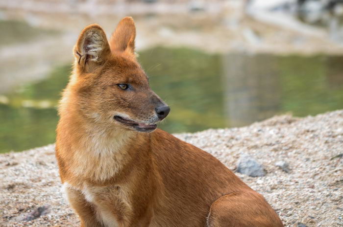 Красный волк (Cuon alpinus)