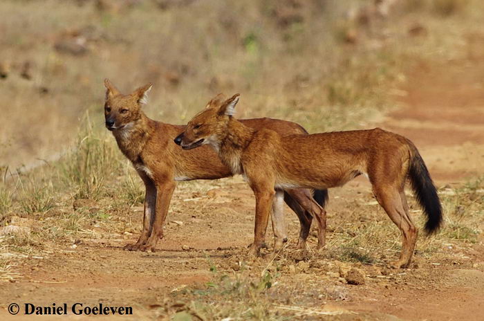 Красный волк (Cuon alpinus)