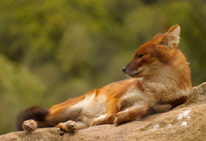 Красный волк (Cuon alpinus)