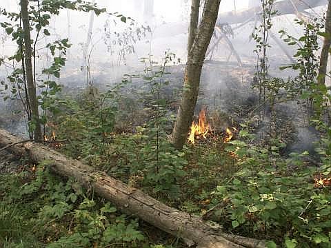 Деревья подгорают у земли и падают