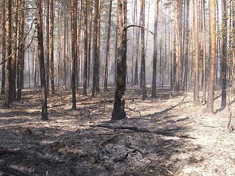 Лес после пожара, еще видна сильная задымленность