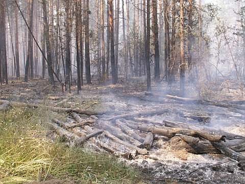 Примерно на этом месте удалось остановить пожар