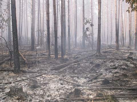 Пепелище. Жуткое зрелище