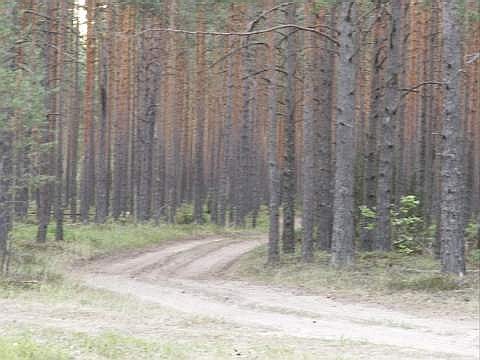 Лес за один день до пожара