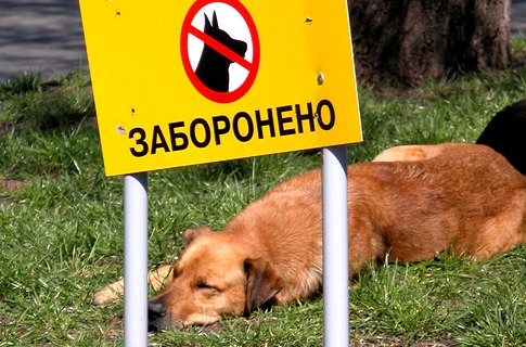 Поведение собак и их владельцев наконец узаконили