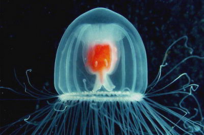 Медуза Turritopsis nutricula