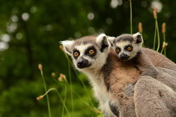 Кошачие лемуры (Lemur catta)