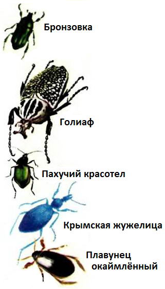 Еще несколько видов жуков - бронзовка, голиаф, пахучий красотел, крымская жужелица, плавунец окаймлённый