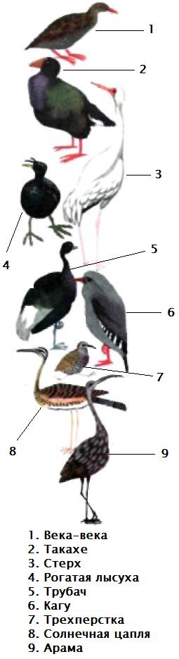 1. Века-века 2. Такахе 3. Стерх 4. Рогатая лысуха 5. Трубач 6. Кагу 7. Трехперстка 8. Солнечная цапля 9. Арама