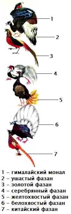 1 - гималайский монал, 2 - ушастый фазан, 3 - золотой фазан, 4 - серебряный фазан, 5 - желтохвостый фазан, 6 - белохвостый фазан, 7 - китайский фазан.