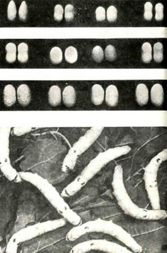 Личинки и коконы тутового шелкопряда