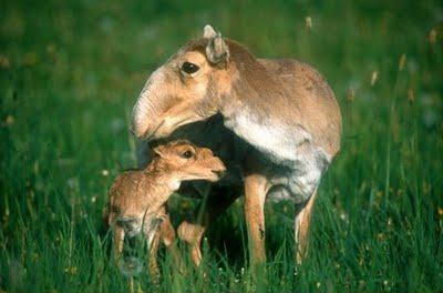 Сайгак (Saiga tatarica) 