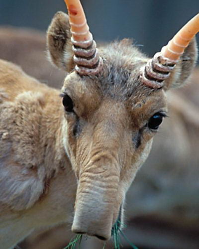 Сайгак (Saiga tatarica) 