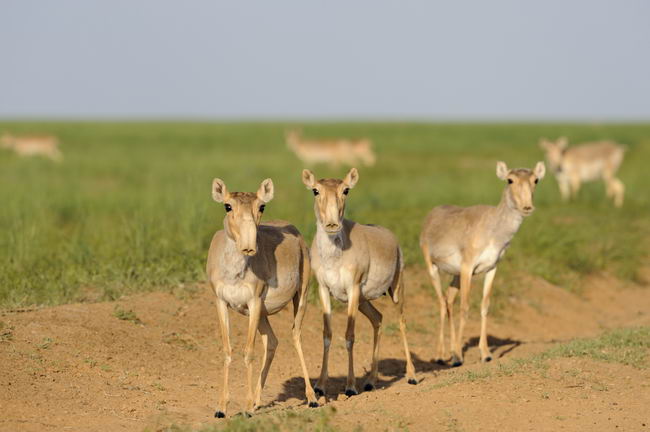 Сайгак (Saiga tatarica)