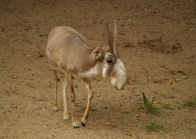 Сайгак (Saiga tatarica)