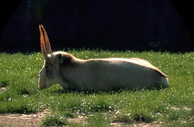 Сайгак (Saiga tatarica)