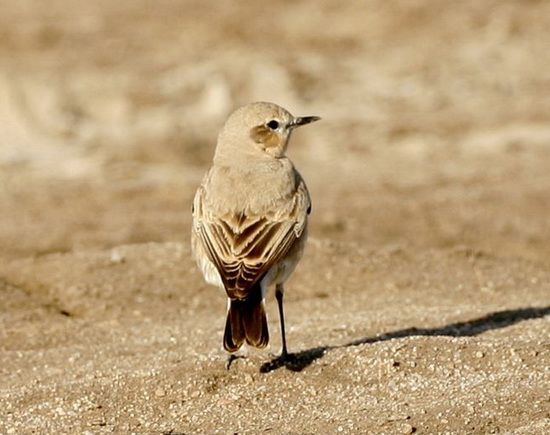 Oenanthe isabellina