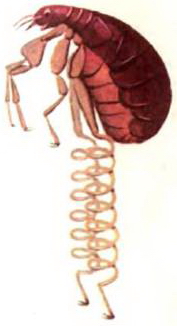 Блоха с пружинными ножками